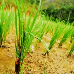 Wiecie, jak wyglądają pola ryżowe w Tana Toraja ze skutera?