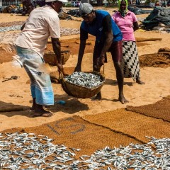 Negombo: targ rybny numer jeden i dwa