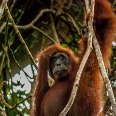 Orangutany, dżungla i olej palmowy